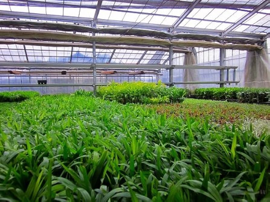 Amazon | ハイドロカルチャー寄せ植え（カラーサンド）（ブルー